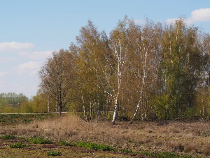 Kalkense Meersen (België)